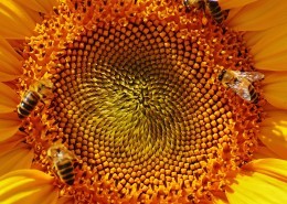 向日葵上的蜜蜂图片