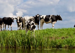 草地上的奶牛图片大全