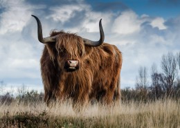 长着犄角的公牛图片