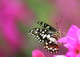 恋花的蝴蝶图片大全