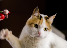 扭头张望的猫咪图片