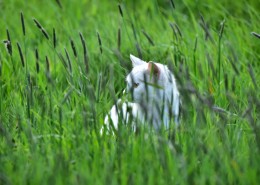 侧脸张望的猫咪图片