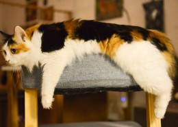 懒洋洋的猫咪图片