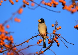 黑头蜡嘴雀图片