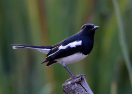 枝头的鹊鸲图片