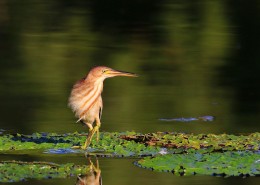 荷塘里的黄苇鳽图片
