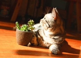 调皮可爱的猫图片