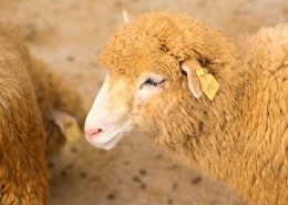 温顺的绵羊图片