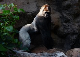 粗壮的大猩猩图片