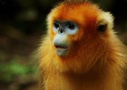 金丝猴图片