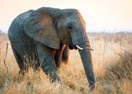 非洲草原上散步的大象图片