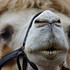 骆驼的面部图片