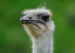 擅长奔跑的鸵鸟图片大全