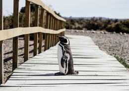 聪明可爱的企鹅图片