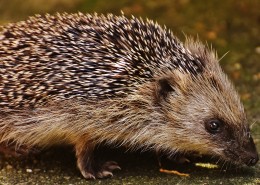 娇小的刺猬图片大全