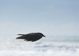 颜色漆黑的乌鸦图片