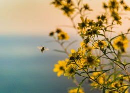 采花粉的蜜蜂图片