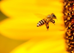 嗡嗡的小蜜蜂图片