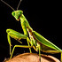 绿色霸道的螳螂图片大全