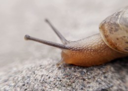 爬行的蜗牛图片
