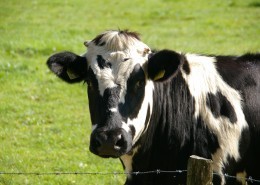 奶牛高清图片