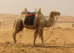 骆驼高清图片