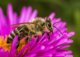 采蜜的蜜蜂高清图片大全
