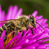 采蜜的蜜蜂高清图片大全