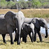 成群结队的大象图片