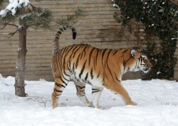 东北虎高清图片
