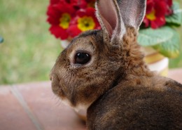 萌萌的灰兔图片