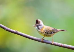 头顶尖角的黄颈凤鹛图片大全