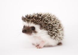 可爱的刺猬动物图片