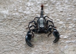 有毒的蝎子图片