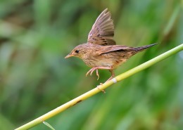 行踪神秘的小蝗莺图片
