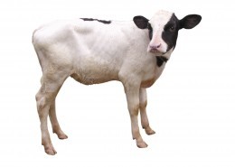 健壮的小牛犊图片