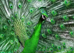 骄傲的孔雀图片大全