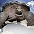 陆栖性动物乌龟图片