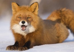 红狐的图片