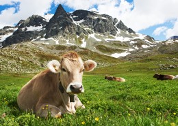 牧场上奶牛图片