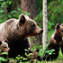 森林中的棕熊图片