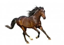奔跑的骏马图片大全