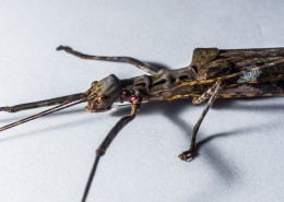 修长的竹节虫图片