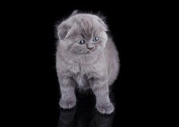 可爱的小猫咪图片