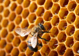 蜂巢上蜜蜂图片大全