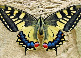 恋花的凤尾蝶图片