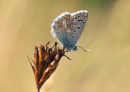 花纹特别的灰蝶图片大全
