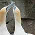 “多情鸟”北方塘鹅图片