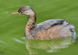 戏水的小??图片