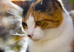 可爱猫咪图片